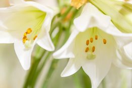 Weiße Lilienblüten mit gelben Staubgefäßen, unscharfer Hintergrund, Nahaufnahme.