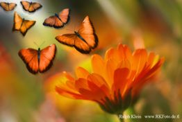 Orangefarbene Schmetterlinge fliegen über einer leuchtend orangefarbenen Blume auf grünem Hintergrund.