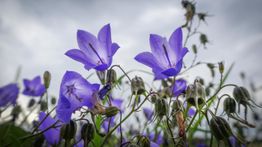 Lila Glockenblumen blühen auf einem Feld unter wolkigem Himmel.
