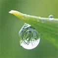 Wassertropfen an einer Blattspitze mit darunter sichtbaren Reflexionen der Pflanze.