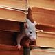 Mouse peeking through a gap between stacked old books.