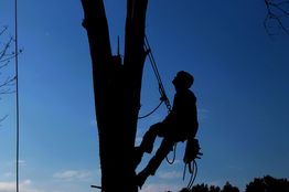 Silhouette of a person climbing a tree with ropes, set against a clear blue sky.