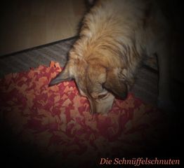 Ein Hund schnüffelt an einem rot-orangenen Schnüffelteppich. Text: "Die Schnüffelschnuten".