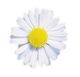 Weiße Gänseblümchenblüte mit gelbem Zentrum auf weißem Hintergrund.