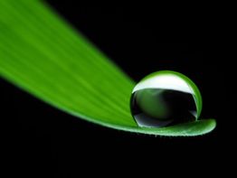 Wassertropfen auf einem grünen Blatt vor schwarzem Hintergrund, Nahaufnahme.