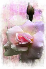 Rosa Rose mit Tautropfen, pastellfarbener Hintergrund, kunstvoll verwischt.