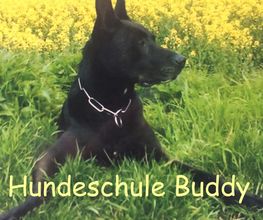 Hundeschule Buddy Logo
