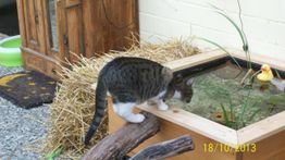 Katze inspiziert kleinen Teich mit Schwimmenten-Spielzeug, daneben ein Holzschrank.