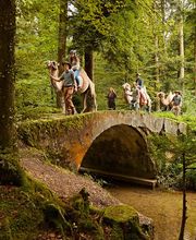 Menschen führen Lamas über eine alte Steinbrücke im Wald.