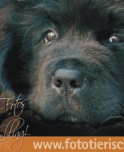 Foto tierisch! Portraitfotos von Ihrem Liebling!