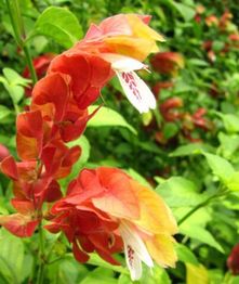 Flores de Camarão, vermelhas e laranjas, com folhas verdes ao fundo.