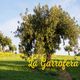 Árboles en un campo verde bajo un cielo azul con la palabra "La Garrofera" en amarillo.