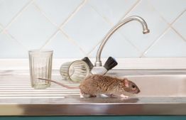Rat on a kitchen sink with two overturned glasses beside a faucet.