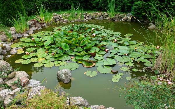 Gartenteich mit einer Steinumrandung und Seerosen in der Mitte des Teichs.