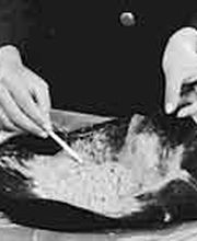 Milbenkot aus 0,25 qm Matratzenfläche