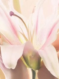 Zarte rosa Lilienblüte mit weichen, pastellfarbenen Tönen in Nahaufnahme.