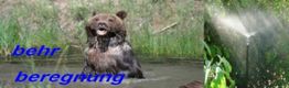 Ein Bär steht im Wasser neben einem laufenden Sprinkler. Text: "behr beregnung".