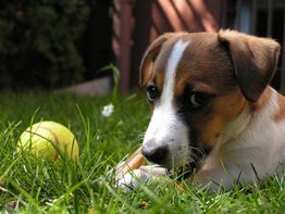 Welpe liegt im Gras neben einem gelben Tennisball und blickt neugierig zur Seite.