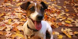 Cute dog sitting among autumn leaves, looking up with tongue out.