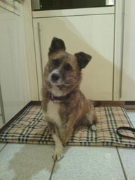 Ein Hund sitzt auf einer gemusterten Decke in der Küche und schaut neugierig zur Seite.