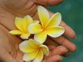 Drei gelbe Frangipani-Blüten liegen auf einer geöffneten Hand.