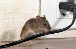 Mouse chewing on a black electrical cord near a wall outlet.
