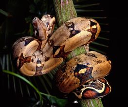 asdf