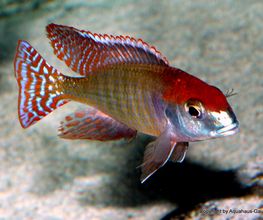 Letrinops red cap Itungi