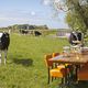 Koeien in weiland naast een gedekte tafel met oranje stoelen en zon, onder een blauwe lucht.