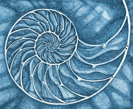 Blau-weiße Nautilus-Muschelspirale auf einem strukturierten Hintergrund, kunstvoll gestaltet.
