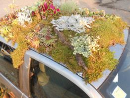 Tetto di un'auto coperto di piante e muschio, creando un piccolo giardino.