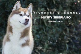Husky Siberiano de pelo branco e marrom, com fundo de folhagem verde escuro.