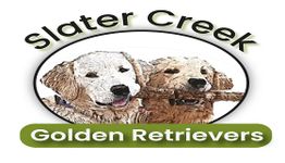 Two Golden Retrievers playing, with text "Slater Creek Golden Retrievers" in the image.