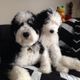 Two fluffy black and white dogs sitting closely on a patterned blanket.