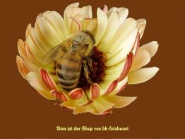 Biene ruht auf gelber Blume vor braunem Hintergrund. Text: "Dies ist der Shop von bk-fotokunst".