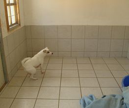 Hundezimmer im Außenbereich
