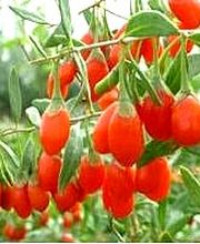 Reife Goji-Beeren am Zweig