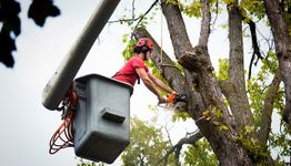 Person in a cherry picker trimming tree branches with a chainsaw.