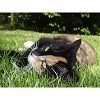Driekleurige kat ligt ontspannen in het gras onder de zon, omringd door groene bladeren.