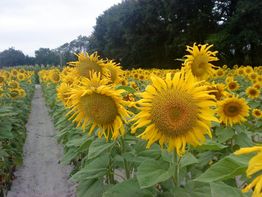Champ de tournesols sous un ciel nuageux, bordé par des arbres à l'arrière-plan.