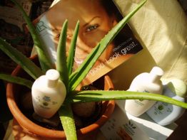 Aloe Vera Pflanze in Topf, umgeben von Hautpflegeprodukten, im Hintergrund ein Werbeplakat.