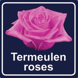 Paarse roos op donkerblauwe achtergrond met de tekst "Termeulen roses".