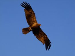 Ein großer Greifvogel fliegt am blauen Himmel, seine Flügel weit ausgestreckt.