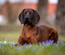 Brauner Hund liegt auf einer Wiese mit lila Blumen, Bäume im Hintergrund.