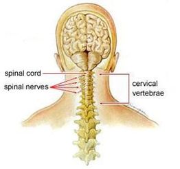 Diagram of the human brain, spinal cord, spinal nerves, and cervical vertebrae from the back.