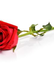 Rosenbaum Webdesign und Übersetzungsservice Logo