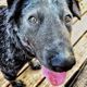 Close-up of a black dog with its tongue out, standing on a wooden deck, looking at the camera.