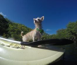 Perro sobre kayak en el agua, rodeado de árboles y cielo azul, con un lazo verde en el cuello.