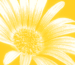 Gelbe Blume auf gelbem Hintergrund, Nahaufnahme der Blütenblätter und des Zentrums.