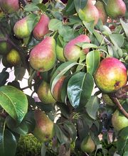 Obstbaumschnitt Pforzheim